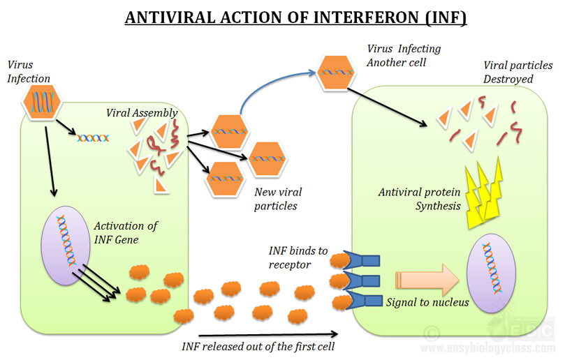 Antiviral Action Interferon