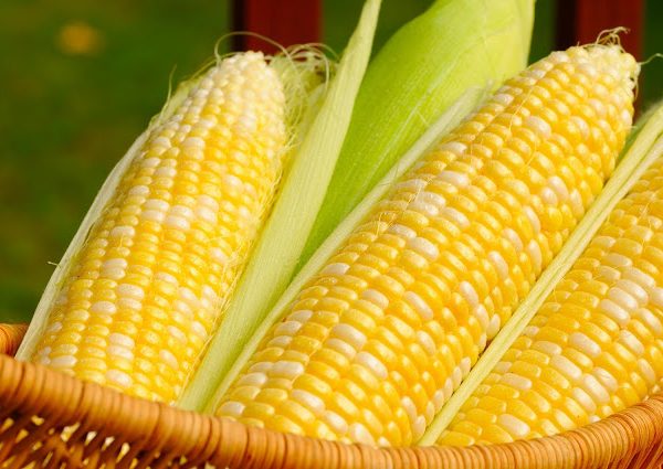 Vitamin C Dari Jagung ? Kenapa Bukan Oren ?