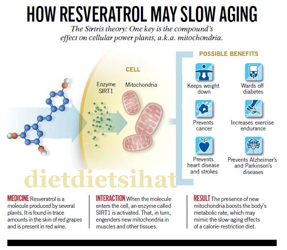 resveratrol lambatkan aging