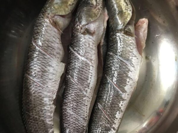 Makan Ikan Haruan Luka Czer Cepat Sembuh