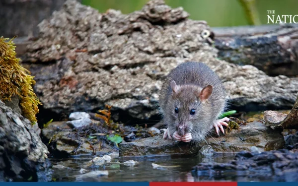 Suplemen Sembuh Kencing Tikus