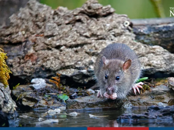 Suplemen Sembuh Kencing Tikus