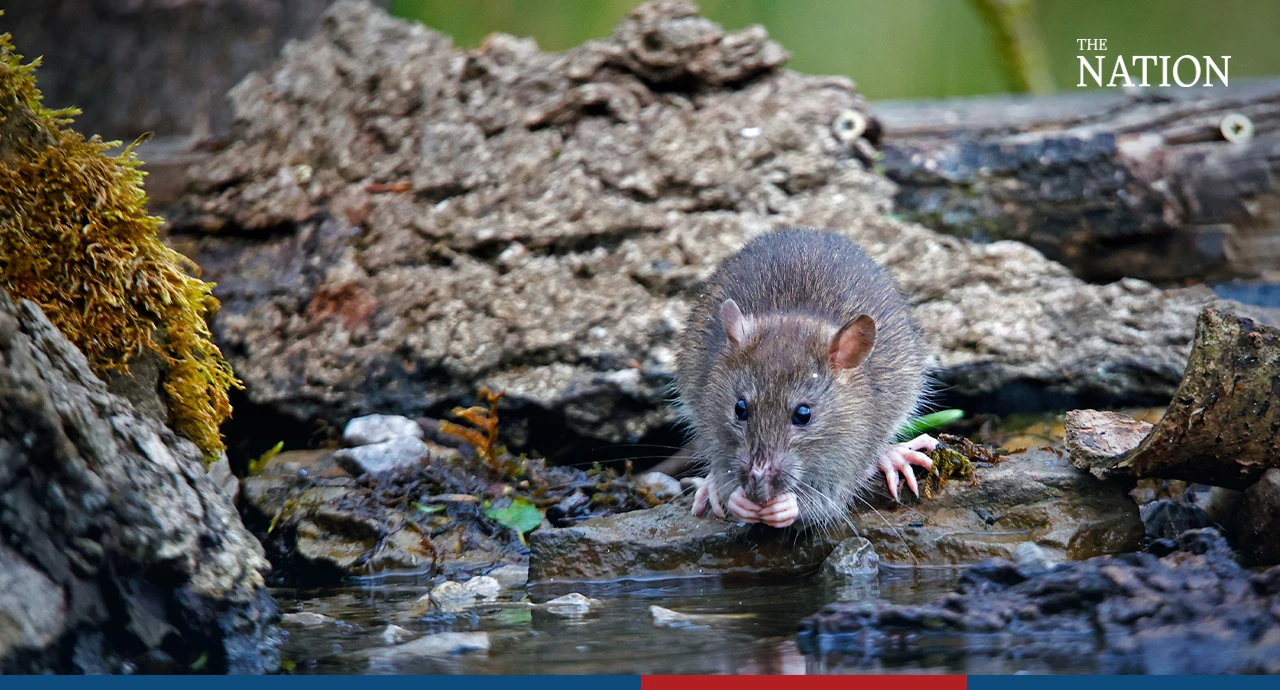 Suplemen Sembuh Kencing Tikus